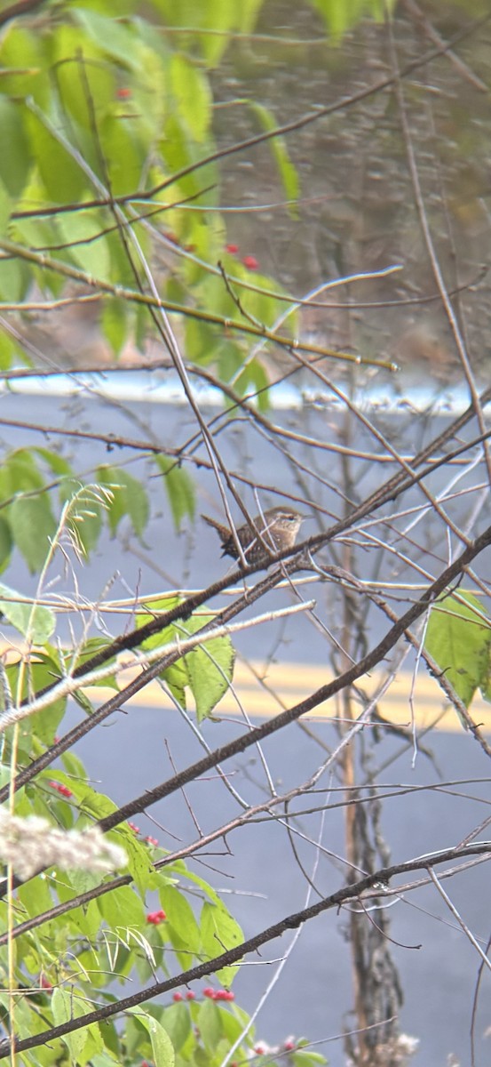 Winter Wren - ML645197353