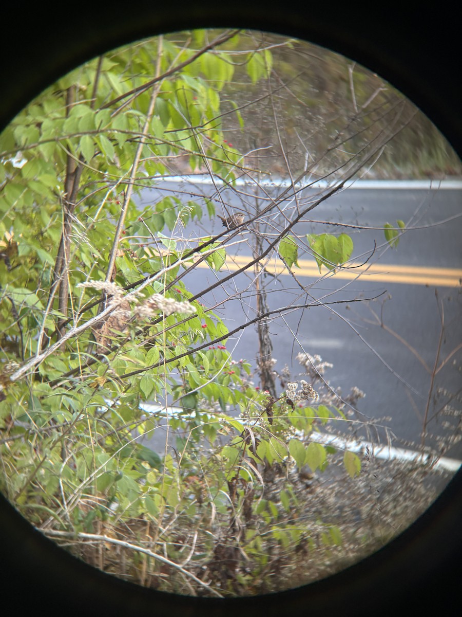 Winter Wren - ML645197354