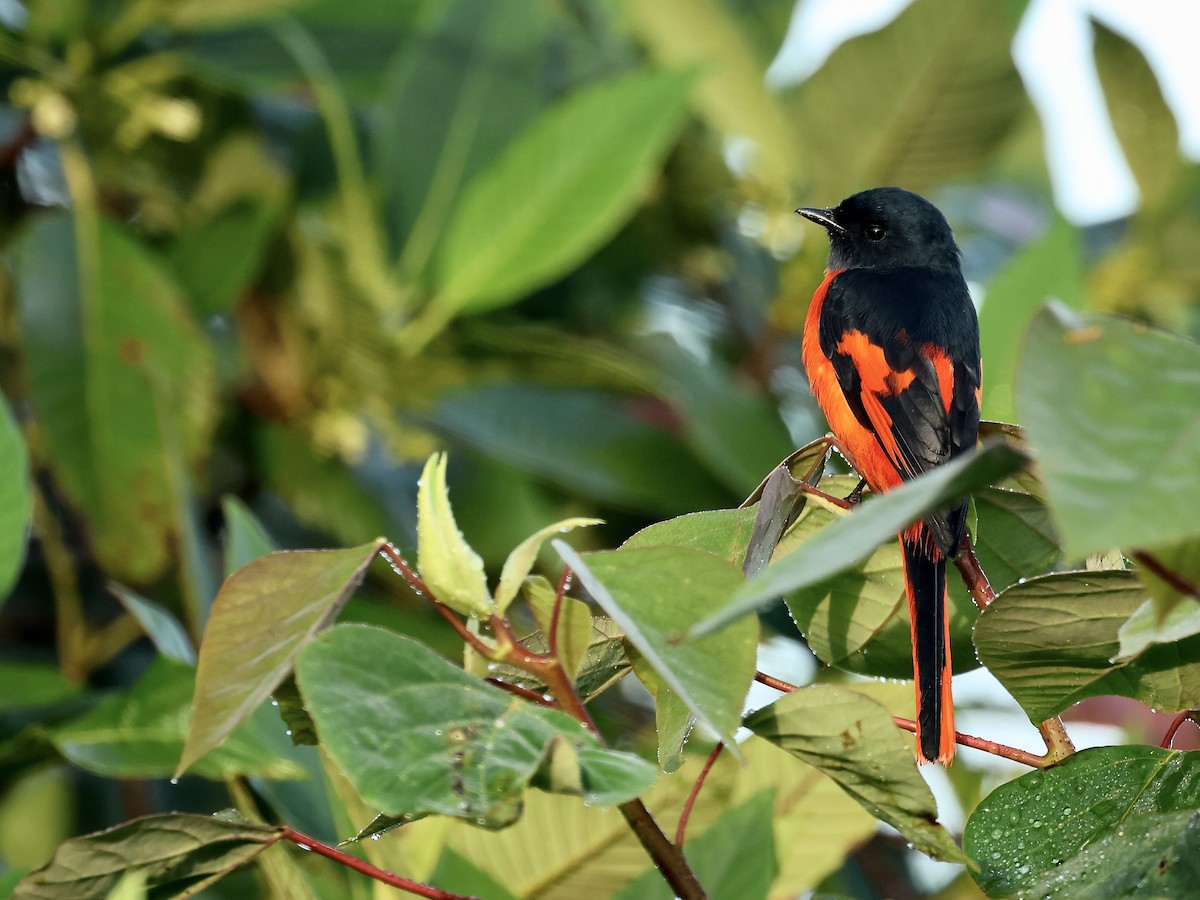 Личинкоїд сірощокий (підвид montanus/cinereigula) - ML645197355