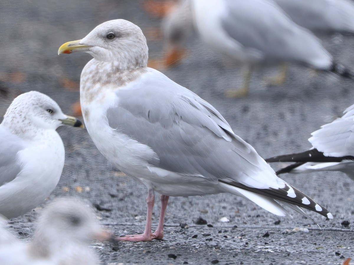 чайка sp. - ML645197361