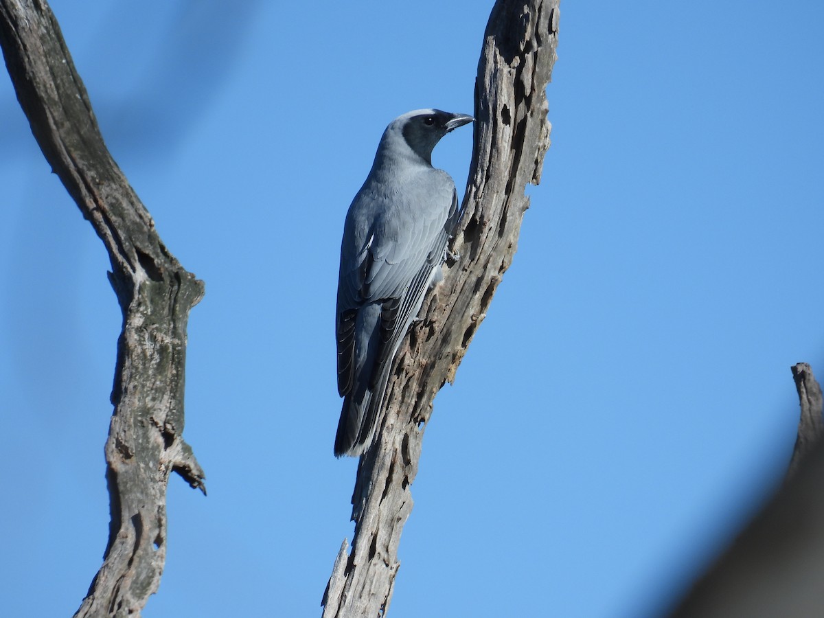 Black-faced Cuckooshrike - ML645197368