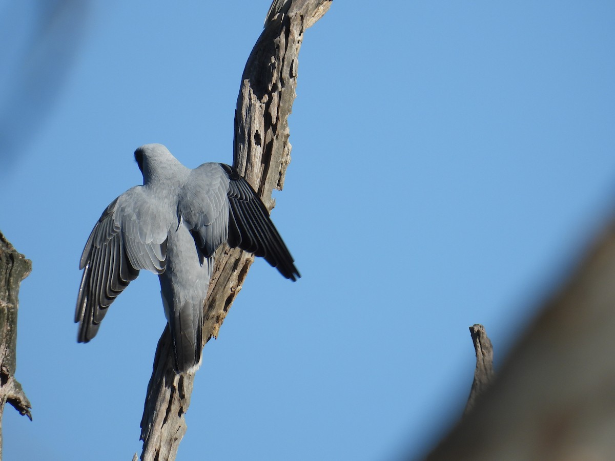 Black-faced Cuckooshrike - ML645197369