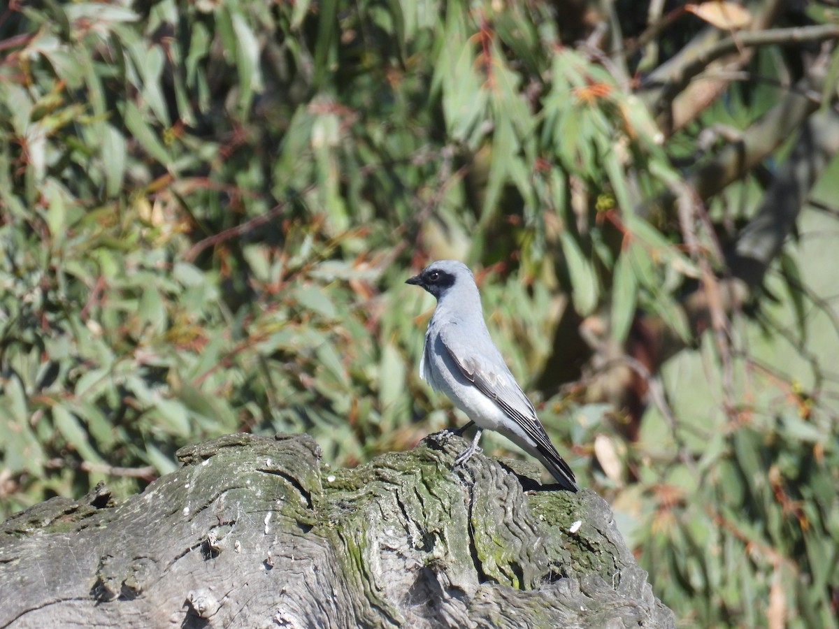 Black-faced Cuckooshrike - ML645197370