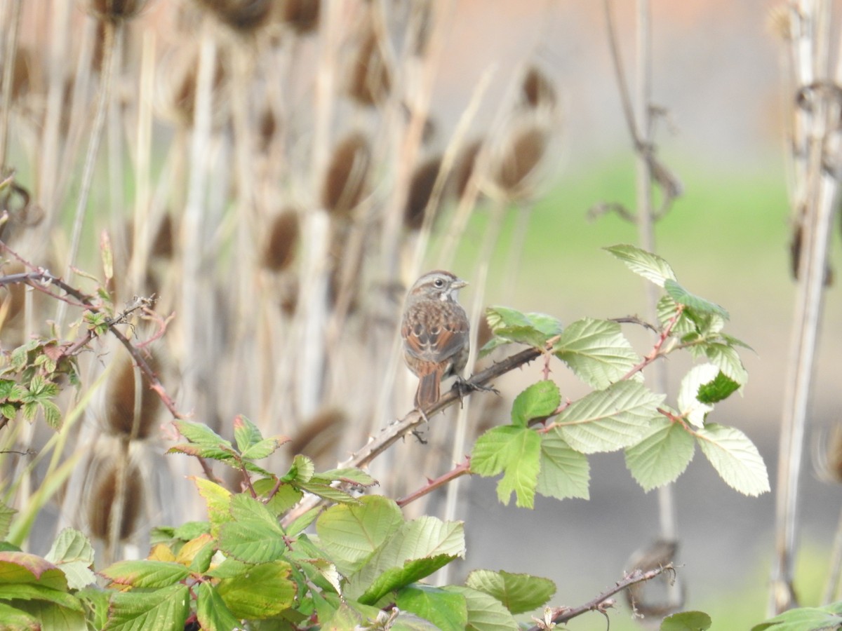 Song Sparrow - ML645197371