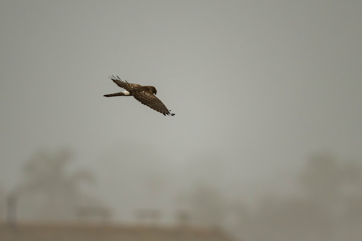 mørkmyrhauk - ML645197376