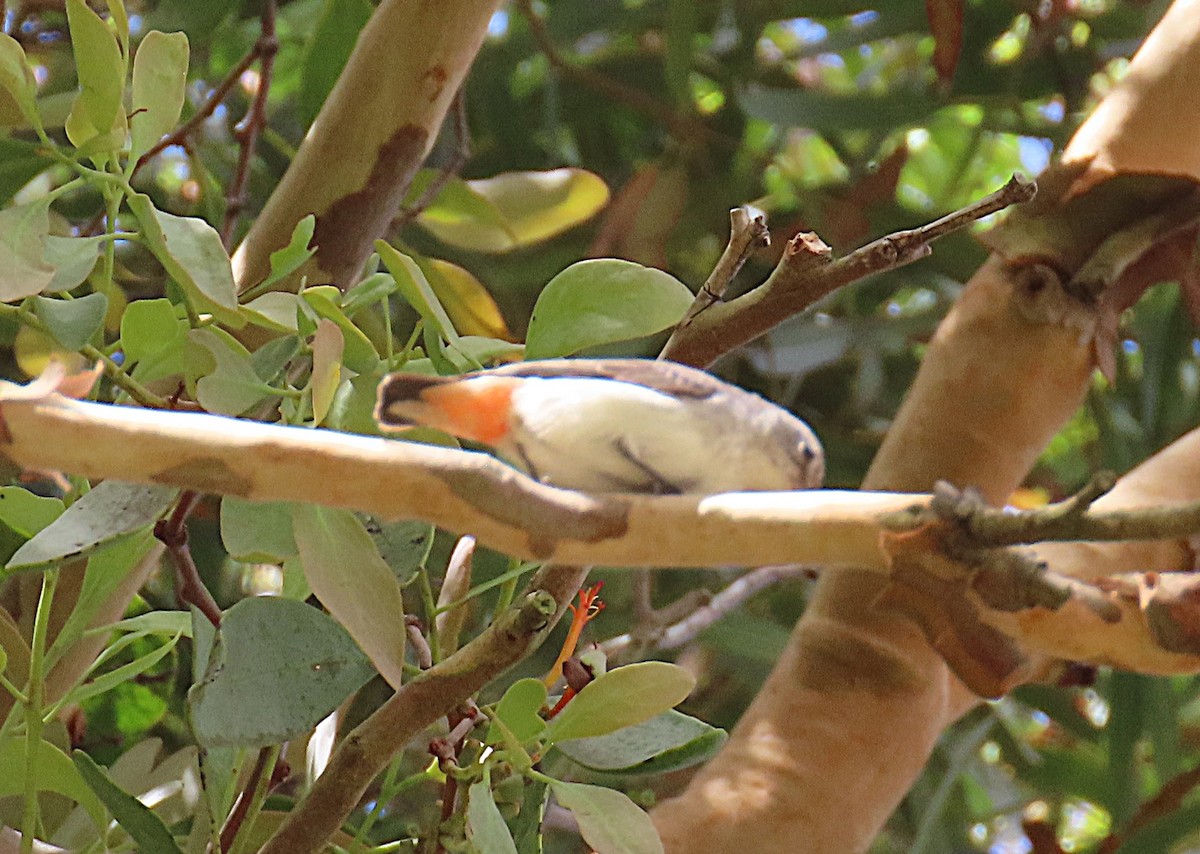 Mistletoebird - ML645197380