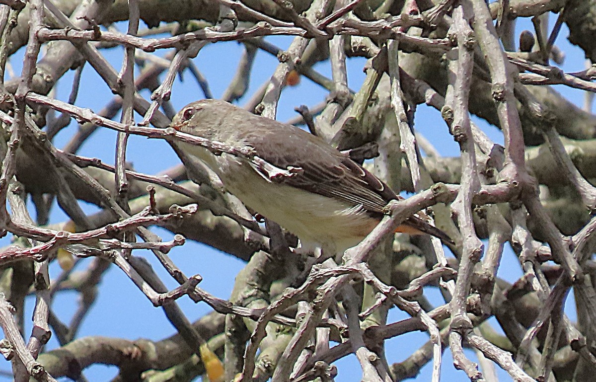 Mistletoebird - ML645197381