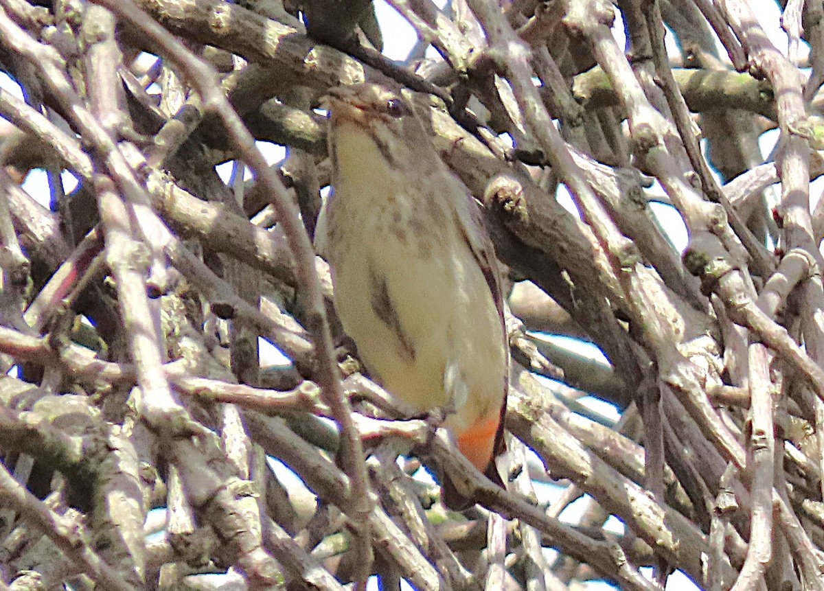 Mistletoebird - ML645197382