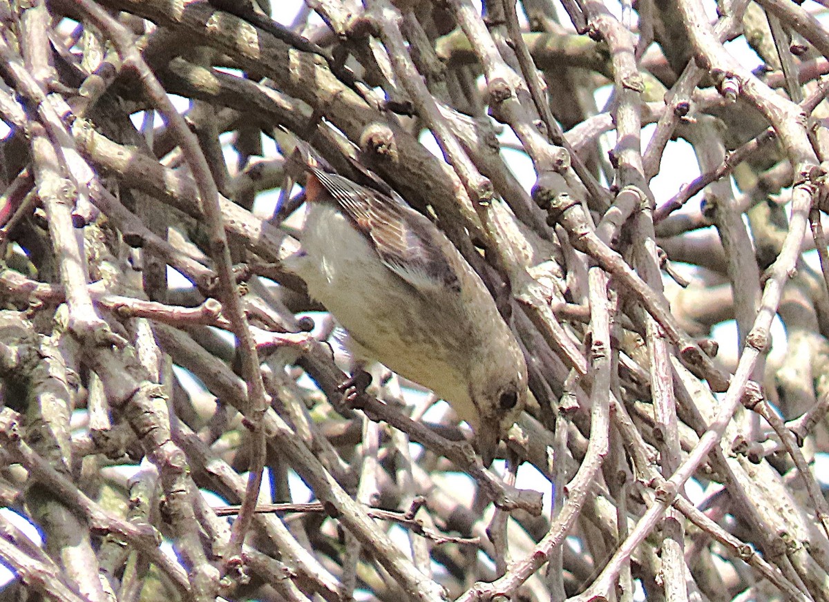 Mistletoebird - ML645197384