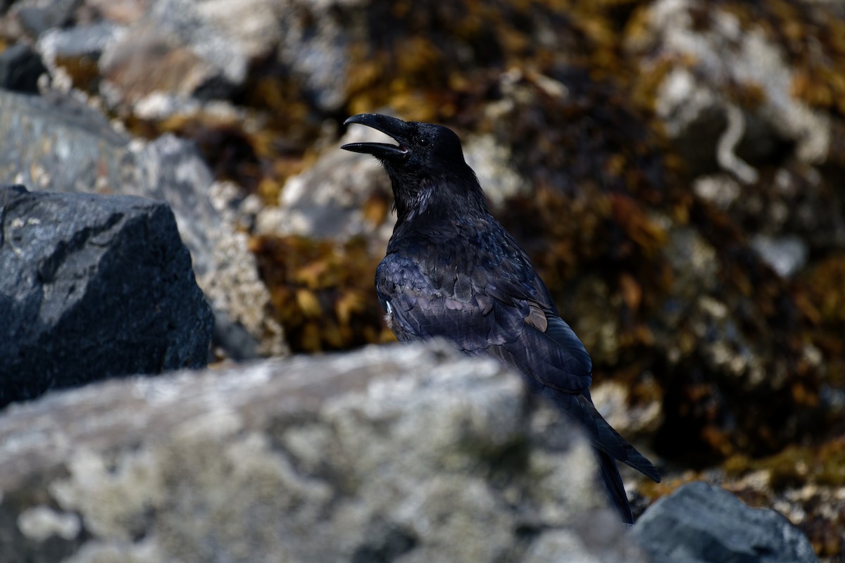 Erroi handia - ML645197398