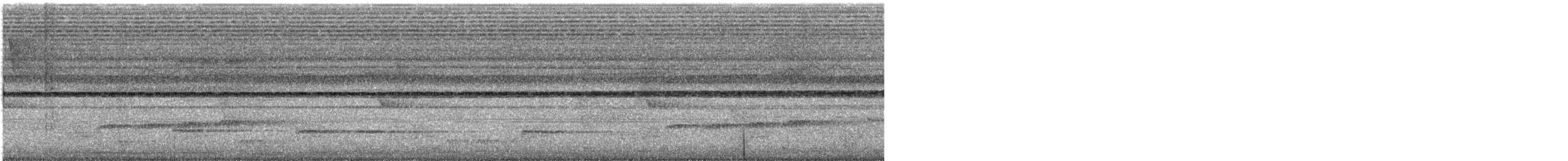 Square-tailed Drongo-Cuckoo - ML645197403