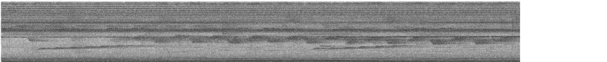 Square-tailed Drongo-Cuckoo - ML645197404