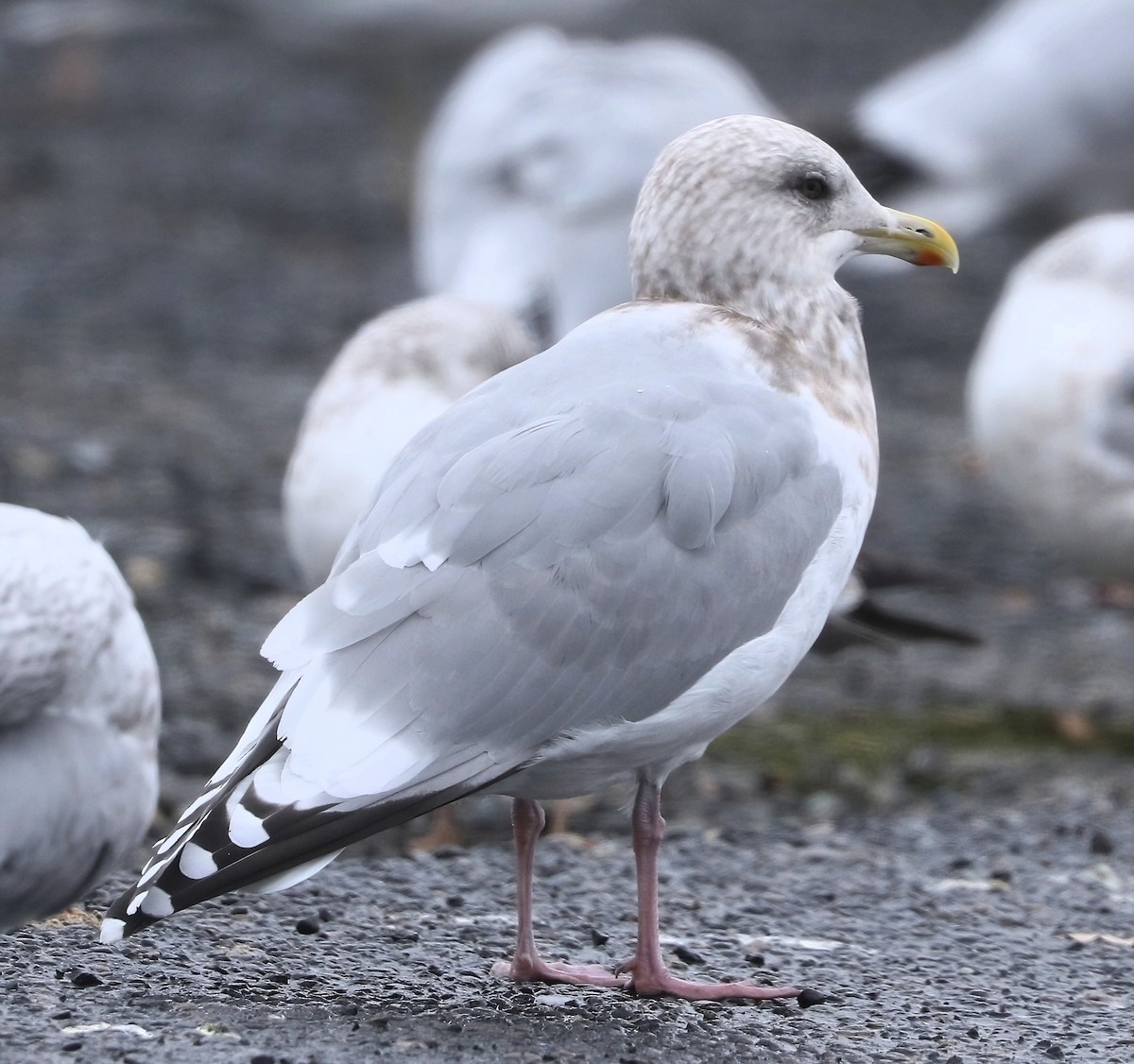 чайка sp. - ML645197431