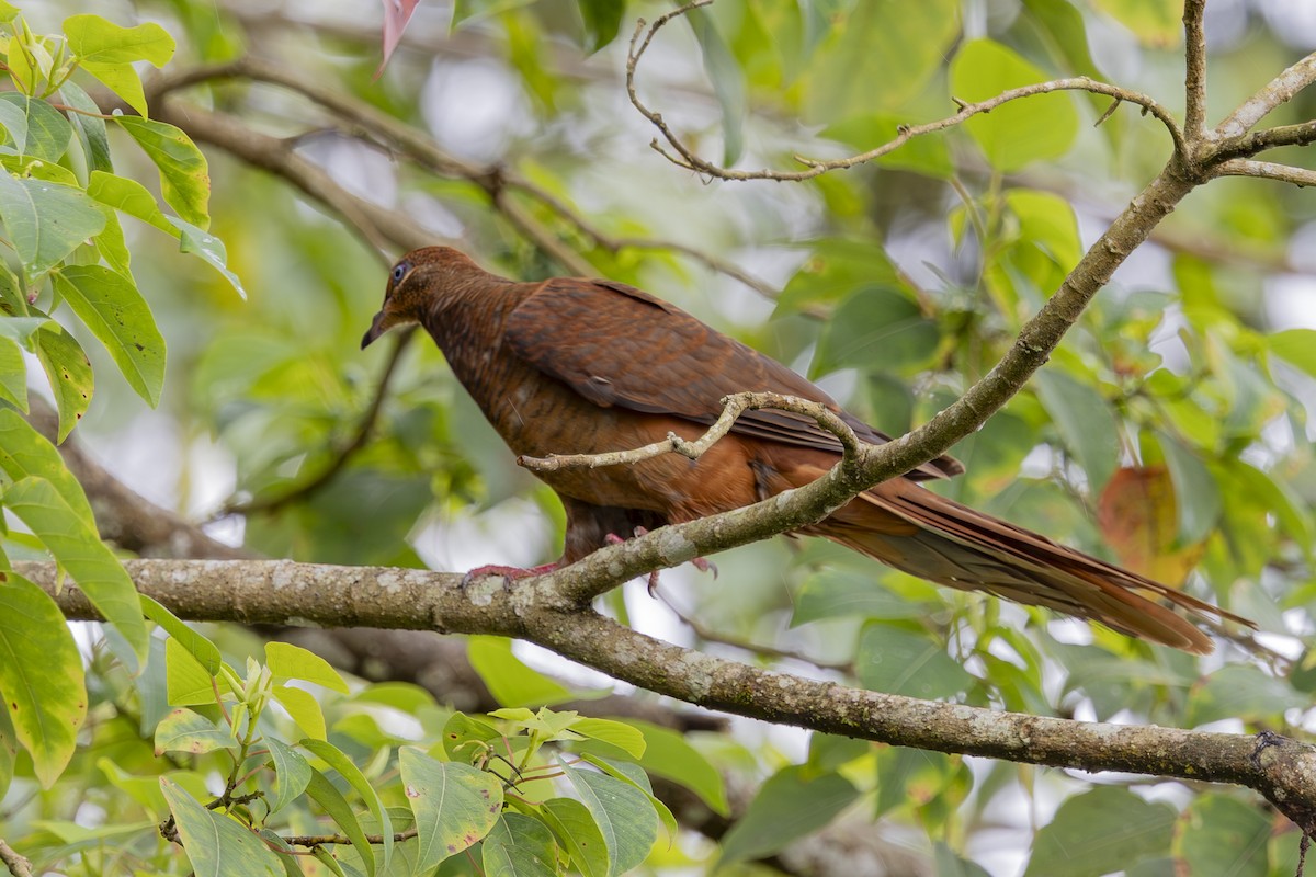 kanelgjøkdue - ML645197455