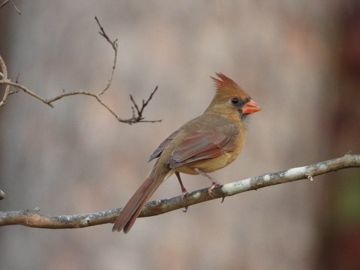 Northern Cardinal - ML645197475