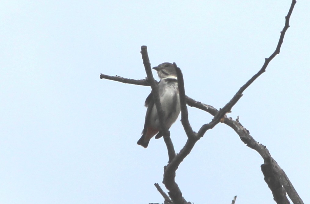 Mistletoebird - ML645197477