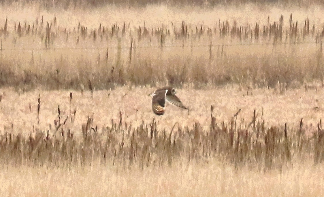 Gufo di palude - ML645197488