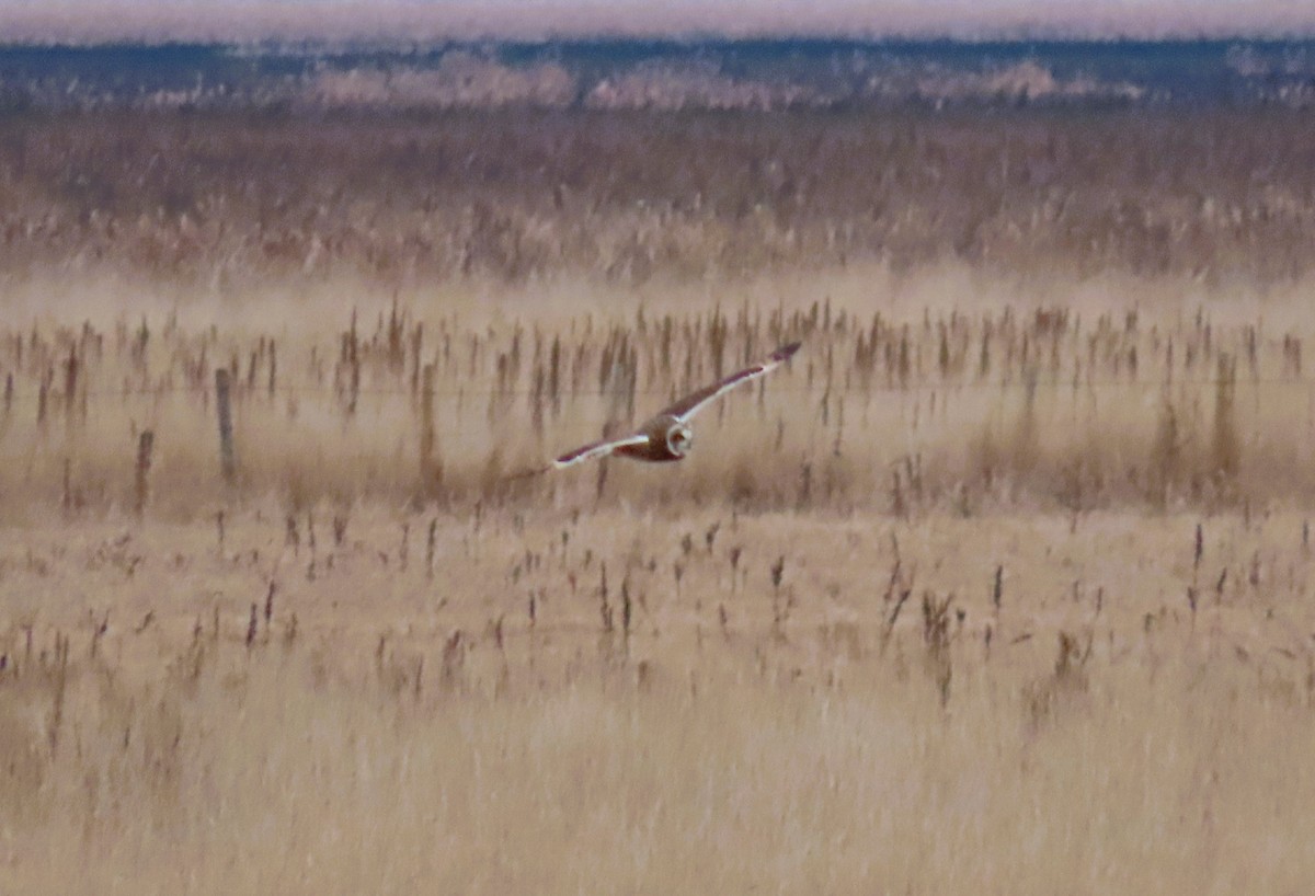 Gufo di palude - ML645197490