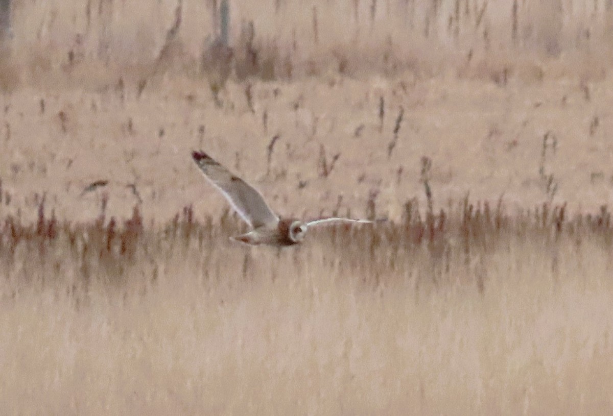 Gufo di palude - ML645197497