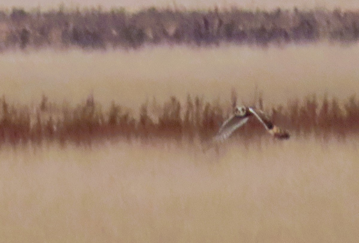 Gufo di palude - ML645197498