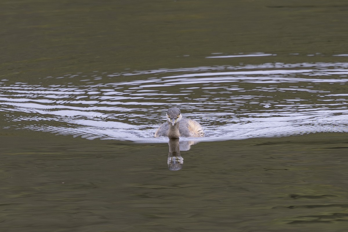 Australasian Grebe - ML645197499