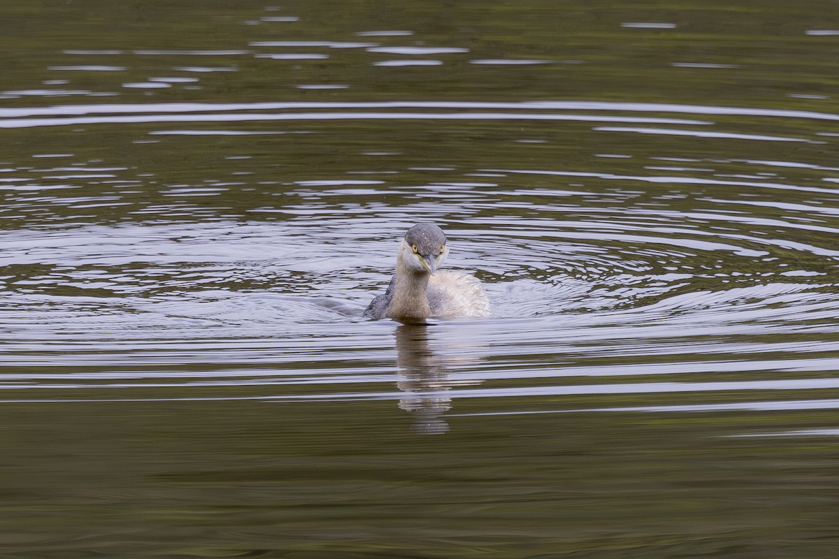 Australasian Grebe - ML645197500