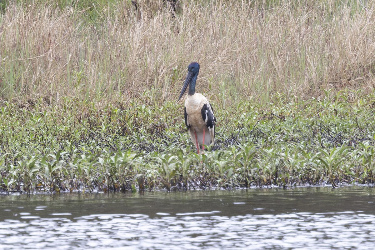 čáp černokrký - ML645197505