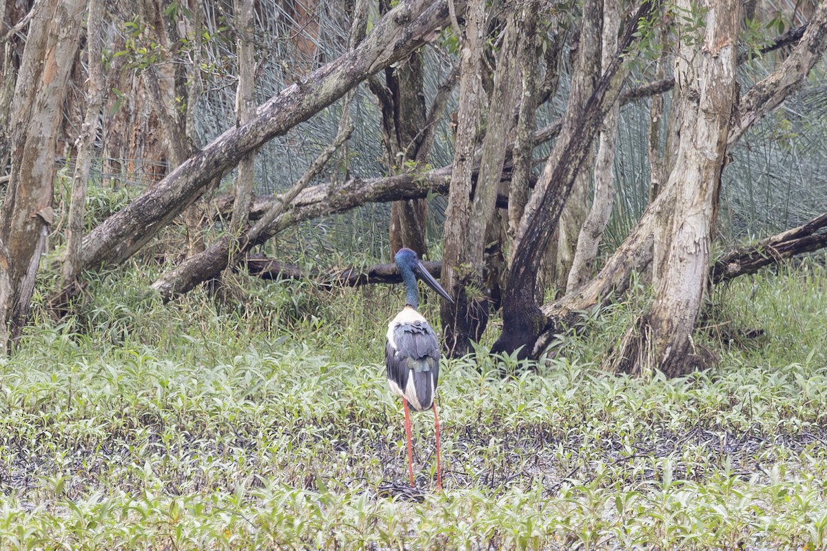 čáp černokrký - ML645197506