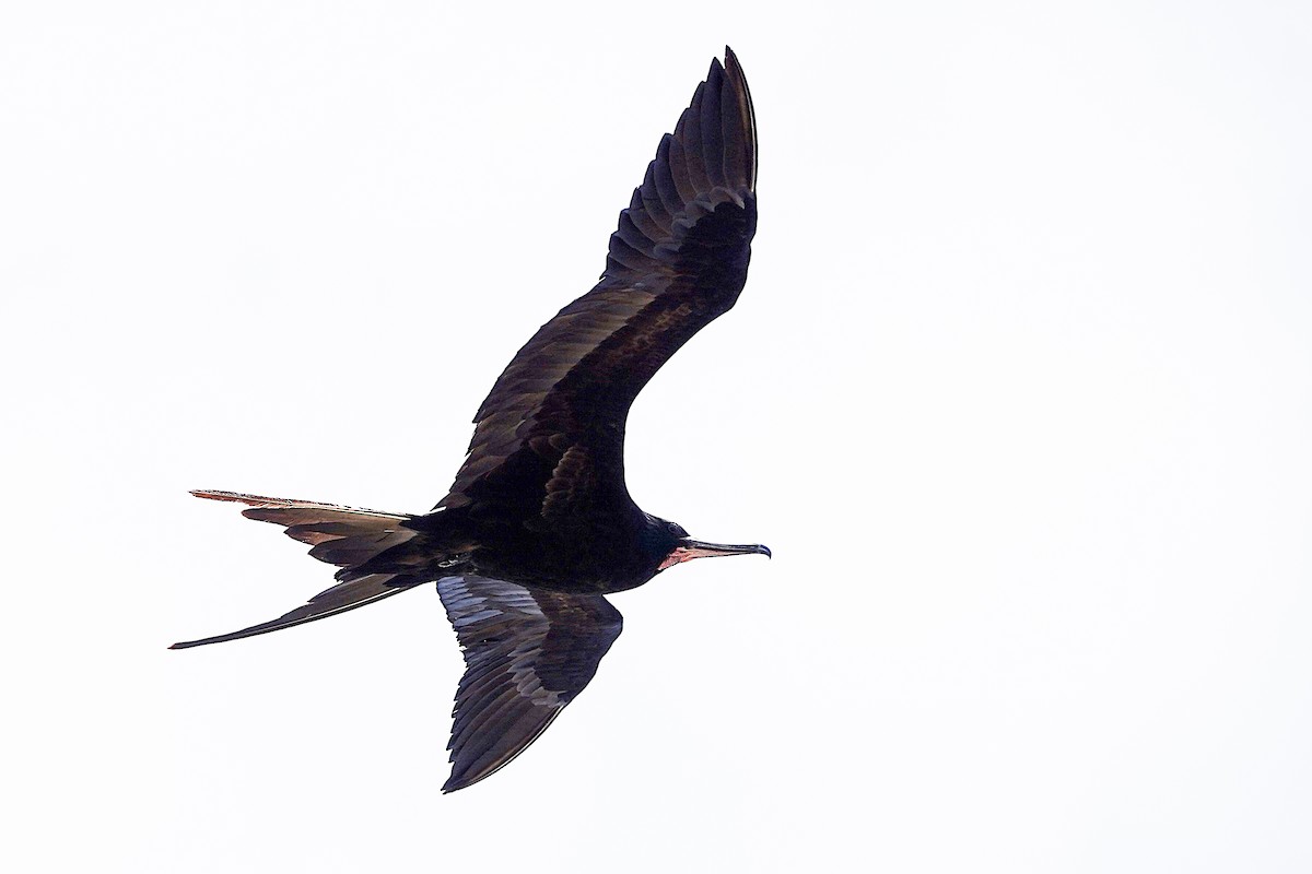 פריגט גדול - ML645197508