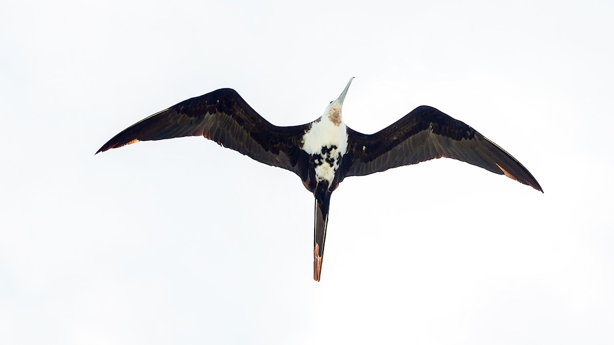 פריגט גדול - ML645197509