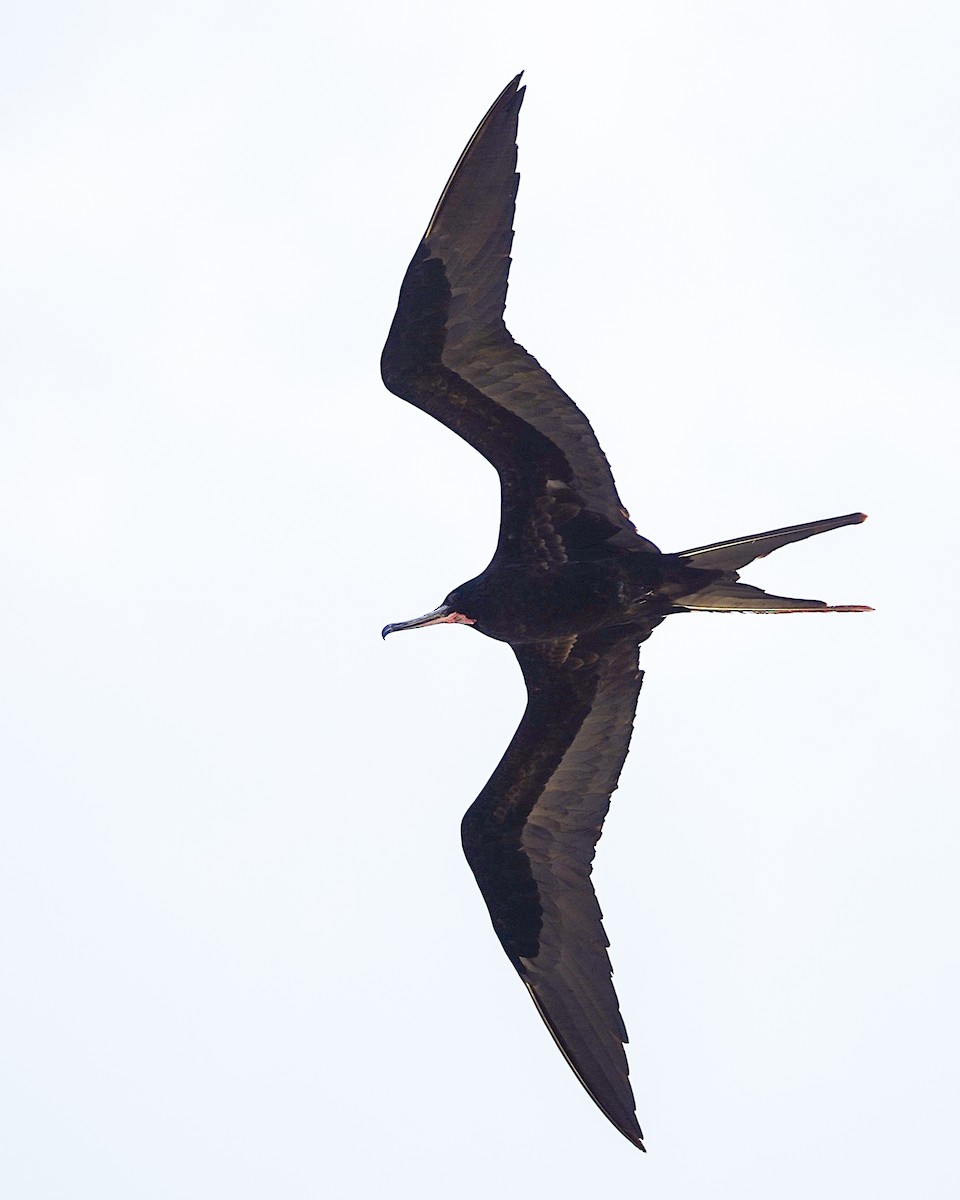 פריגט גדול - ML645197510