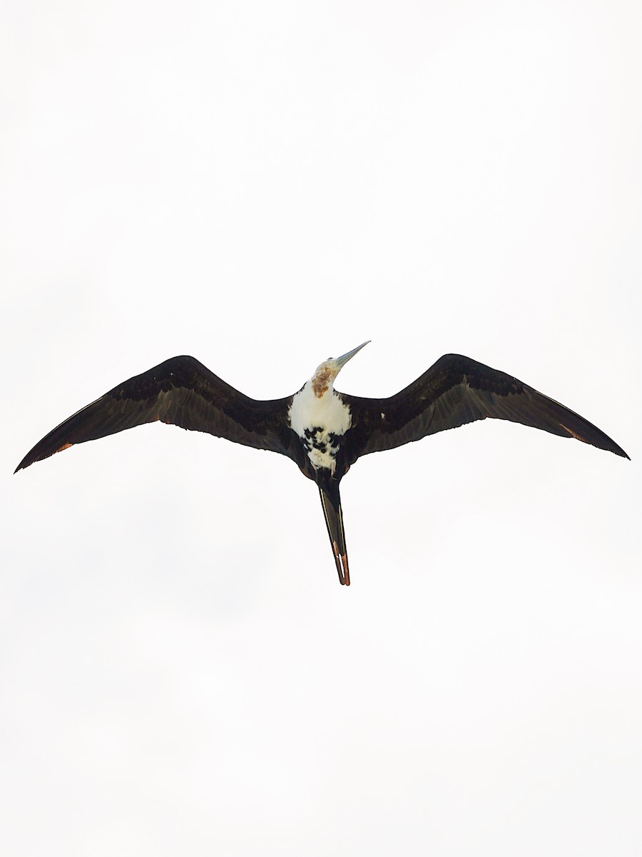 פריגט גדול - ML645197511