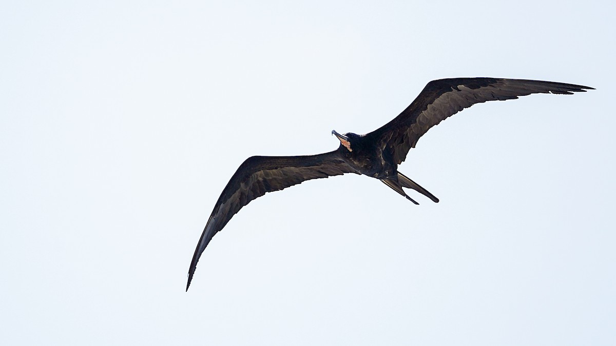 פריגט גדול - ML645197512