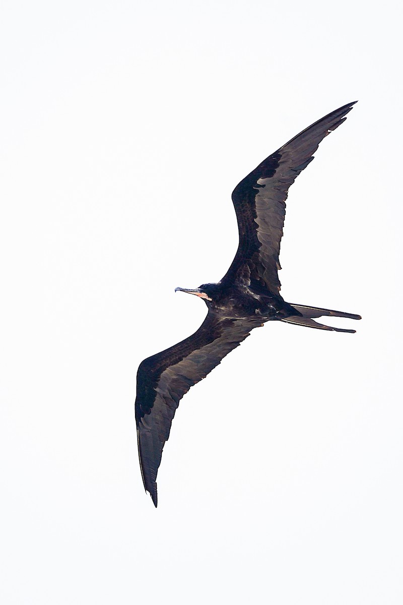 פריגט גדול - ML645197513