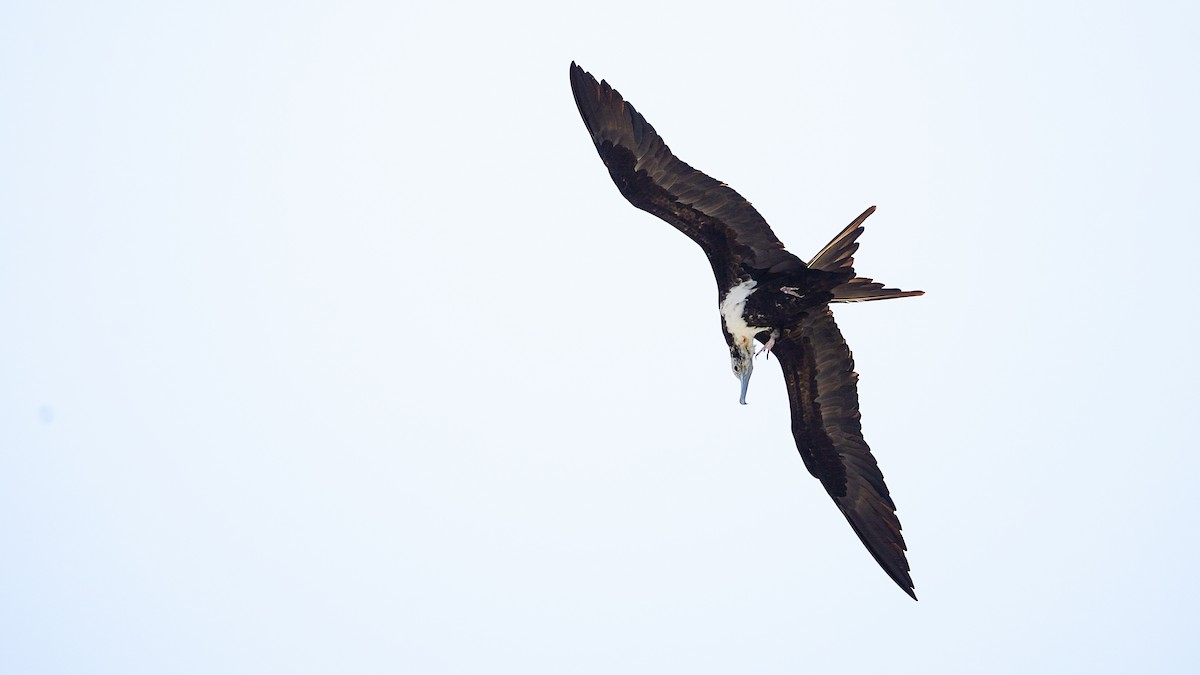 פריגט גדול - ML645197514