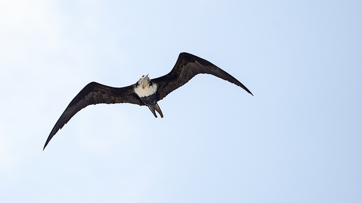 פריגט גדול - ML645197516