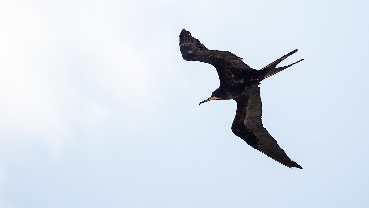 פריגט גדול - ML645197517