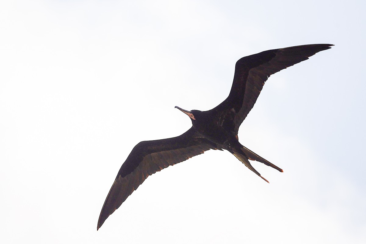 פריגט גדול - ML645197518
