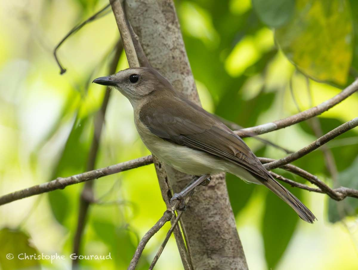 Gray Whistler (Kai) - ML645197523