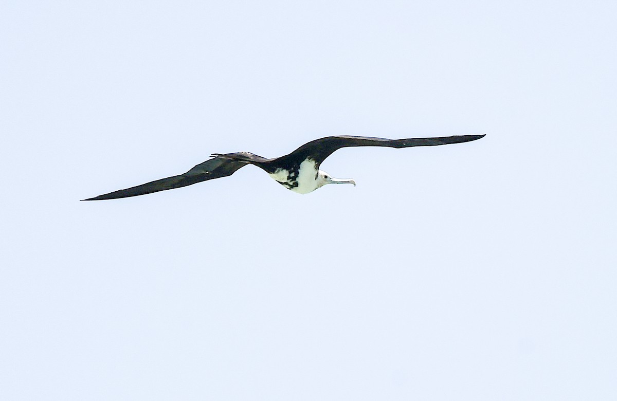 פריגט גדול - ML645197538