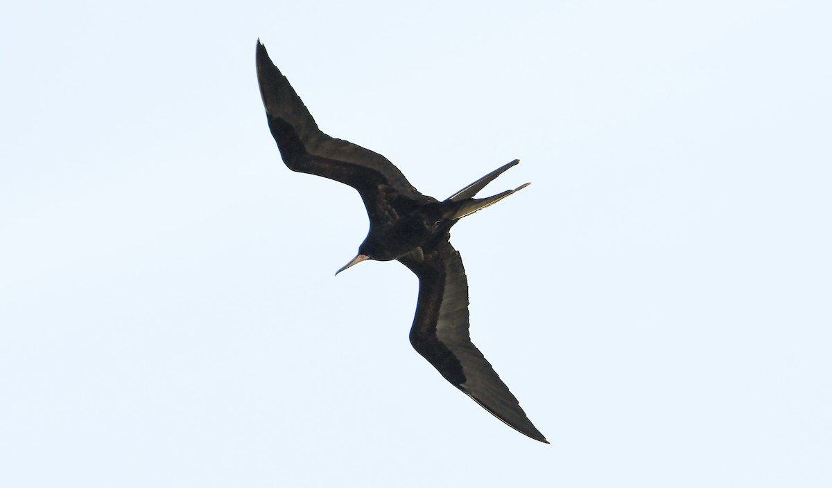 פריגט גדול - ML645197539