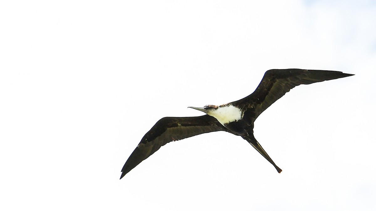 פריגט גדול - ML645197540