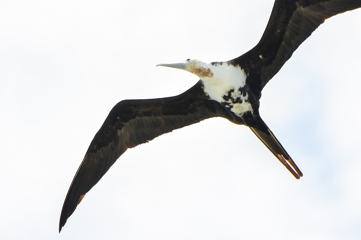 פריגט גדול - ML645197541