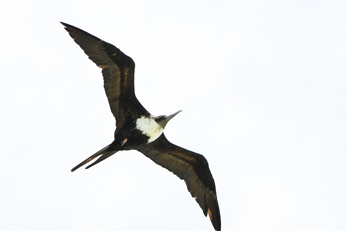 פריגט גדול - ML645197542