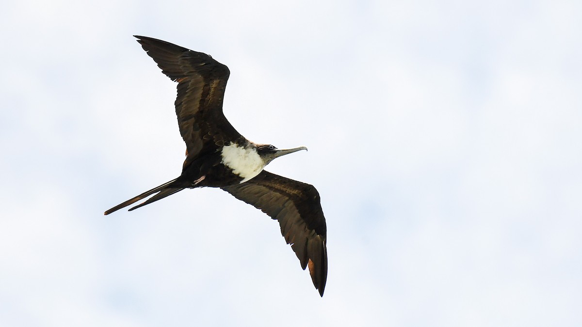 פריגט גדול - ML645197544