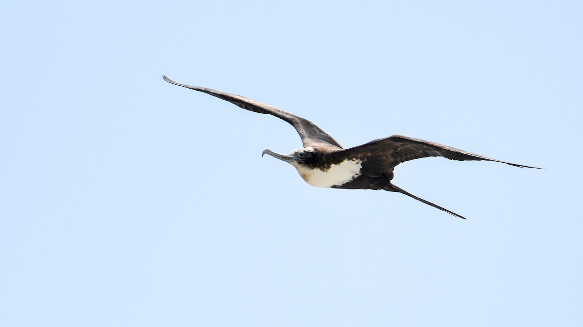 פריגט גדול - ML645197545