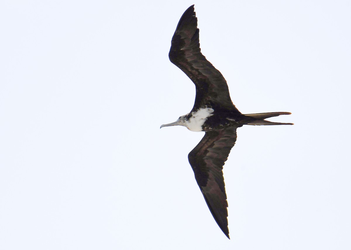 פריגט גדול - ML645197546