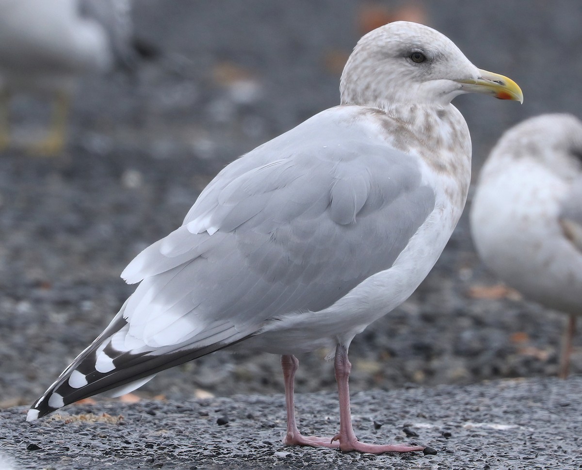 чайка sp. - ML645197549