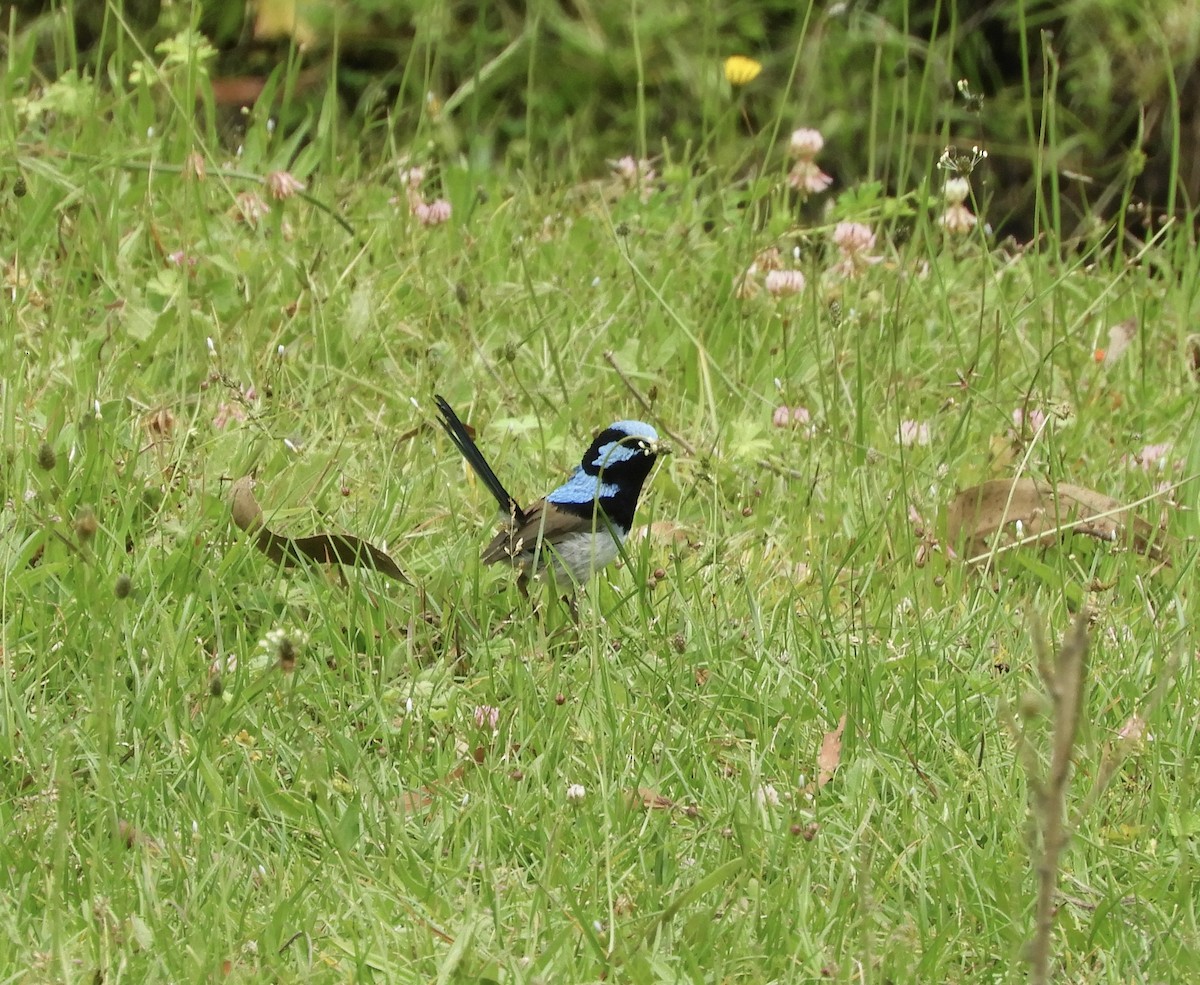 modropláštník nádherný - ML645197555