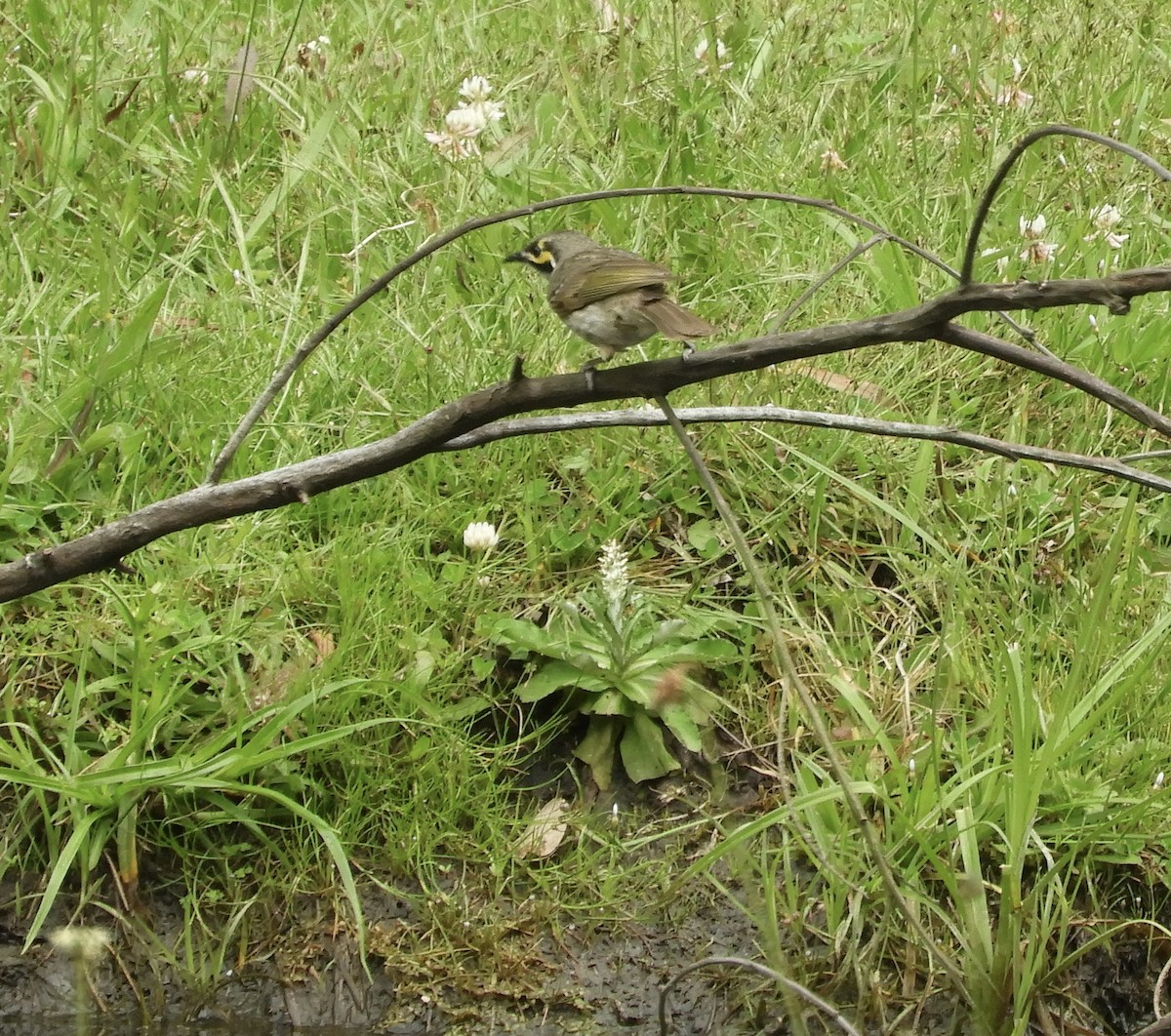 medosavka masková - ML645197563